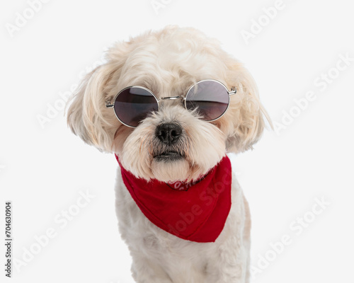 portrait of shih tzu wearing sunglasses and bandana © Viorel Sima
