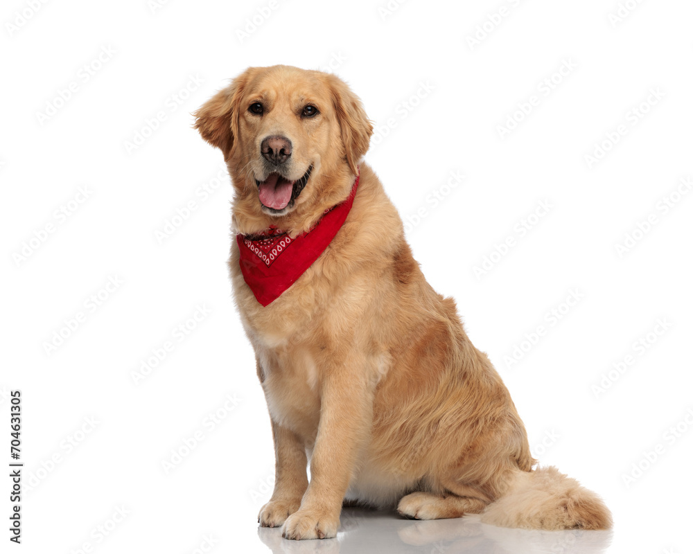 happy labrador retriever dog with red bandana sticking out tongue happy labrador retriever dog with red bandana sticking out tongue