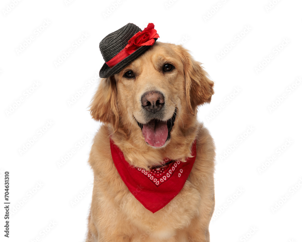 happy golden retriever dog with hat and red bandana panting happy golden retriever dog with hat and red bandana panting