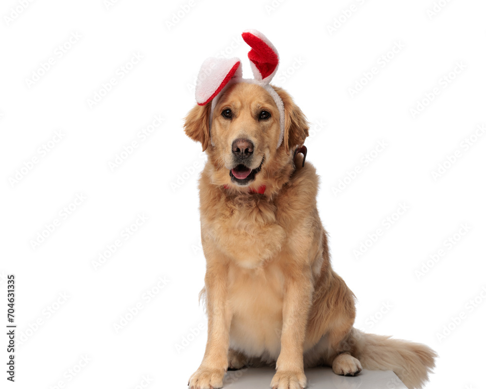 sweet golden retriever puppy with bunny ears looking forward and panting sweet golden retriever puppy with bunny ears looking forward and panting