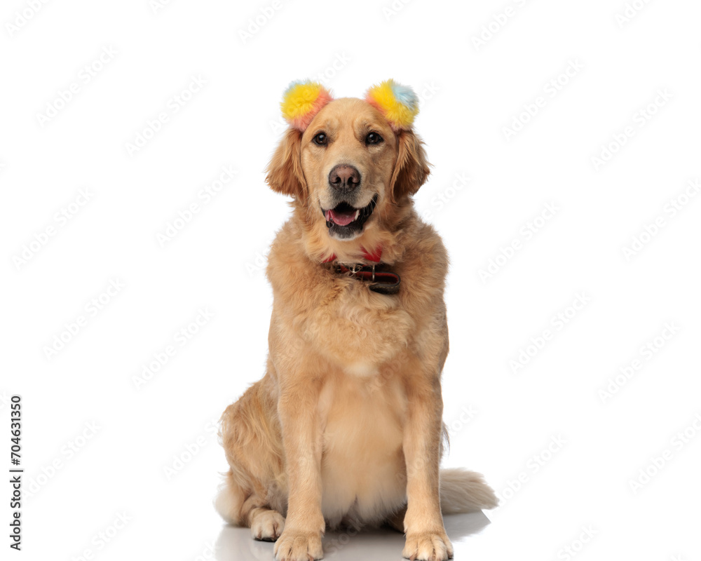 adorable golden retriever dog with colorful tassels headband panting