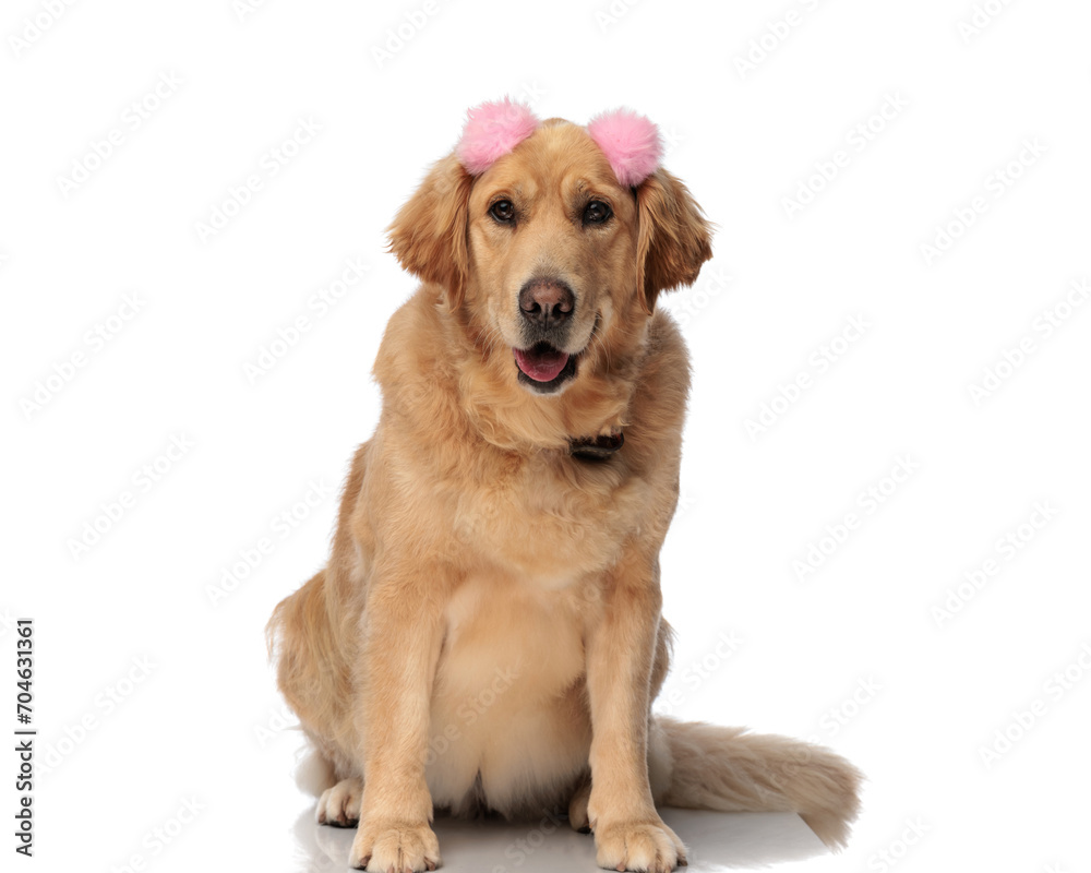 adorable labrador retriever puppy with pink tassels sticking out tongue