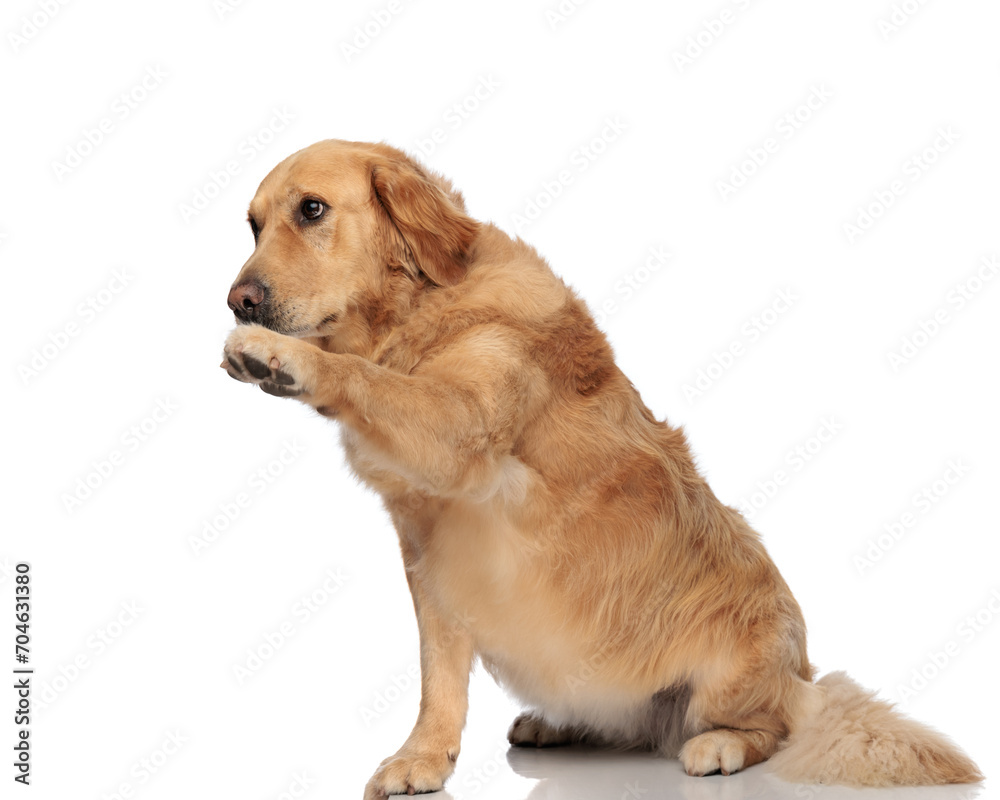 Obraz premium lovely golden retriever dog holding paws up and looking to side