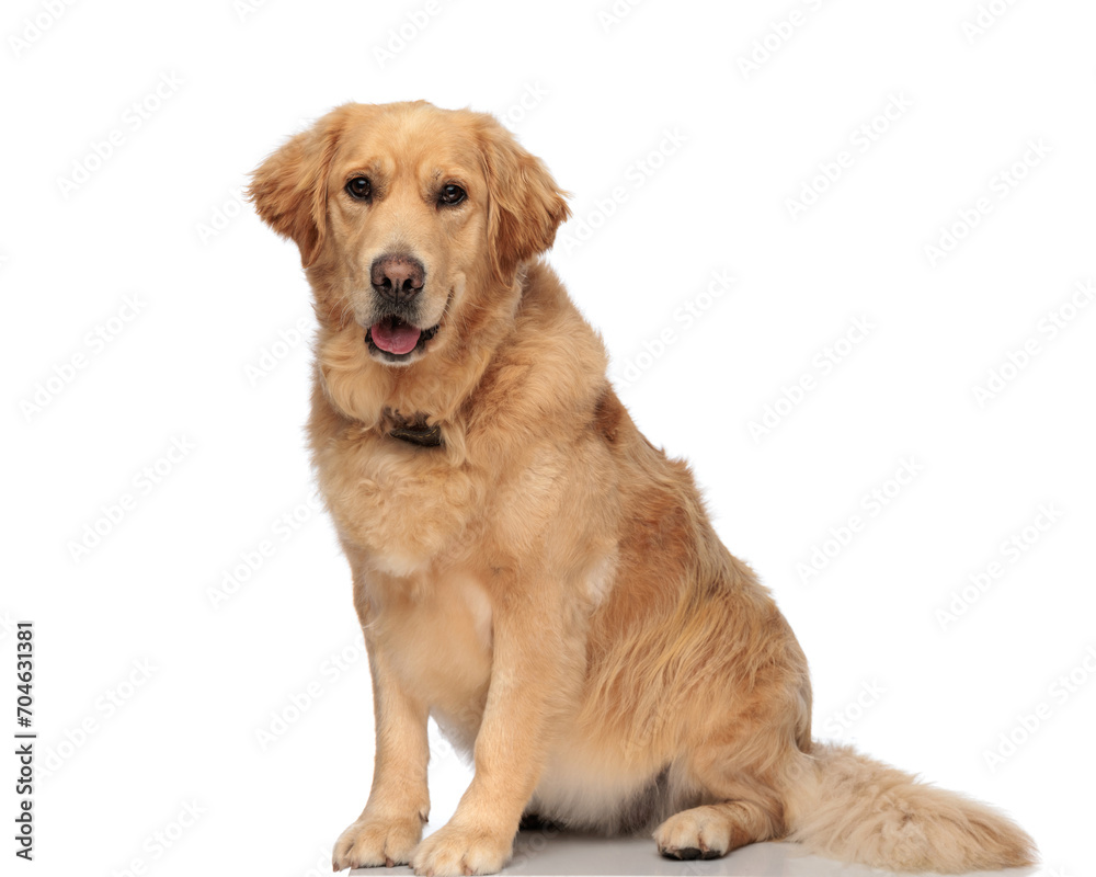 adorable golden retriever dog sticking out tongue and panting