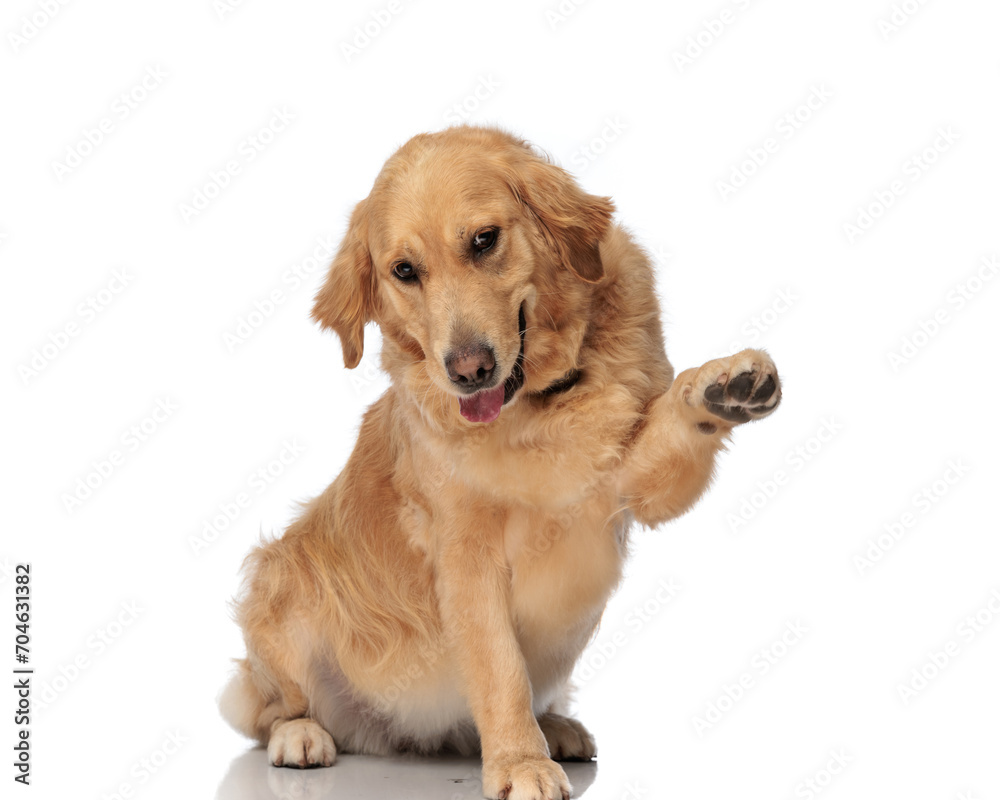 playful labrador retriever puppy holding paws up and playing