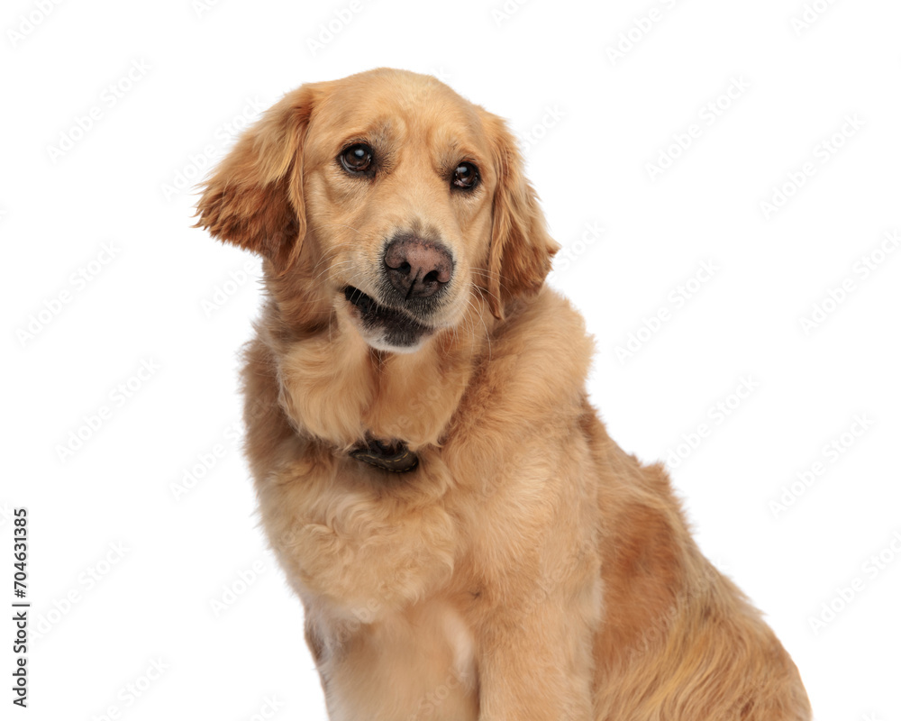 timid little golden retriever dog looking away while sitting and being shy