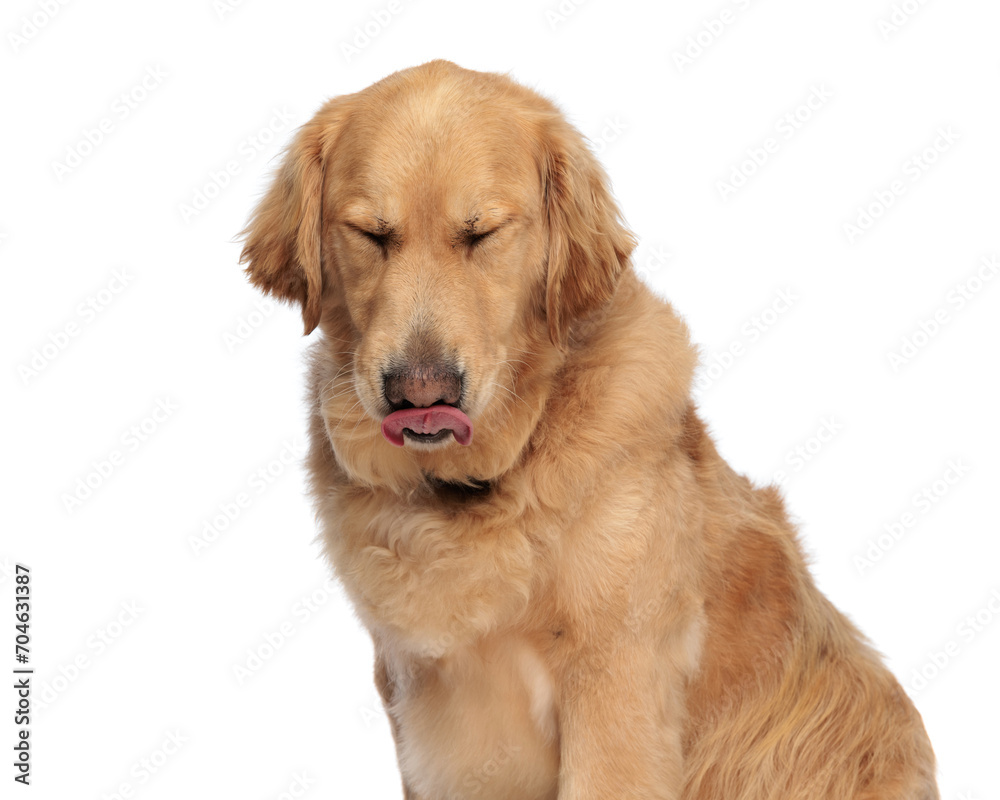 beautiful golden retriever dog closing eyes, sticking out tongue and licking nose