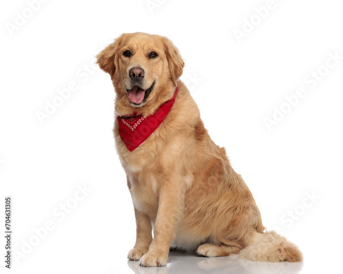 Fototapeta Naklejka Na Ścianę i Meble -  happy labrador retriever dog with red bandana sticking out tongue