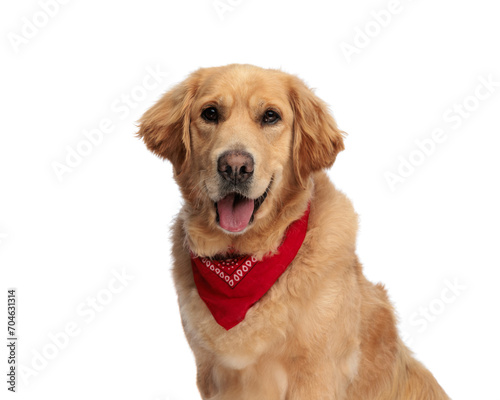 happy golden retriever puppy with red bandana panting and sticking out tongue