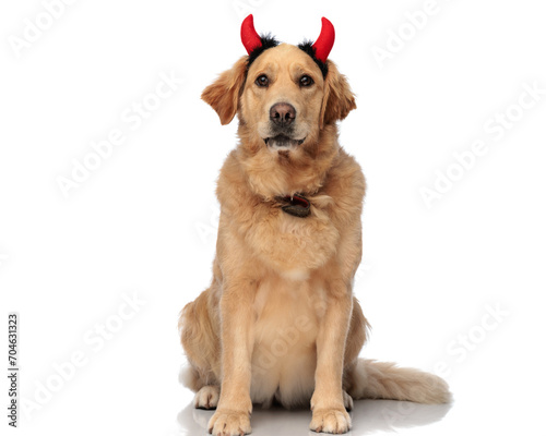 beautiful labrador retriever puppy wearing devil horns and looking forward © Viorel Sima