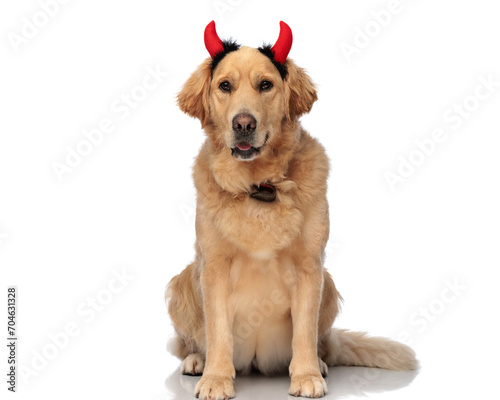 lovely golden retriever dog with devil horns headband panting and sitting © Viorel Sima