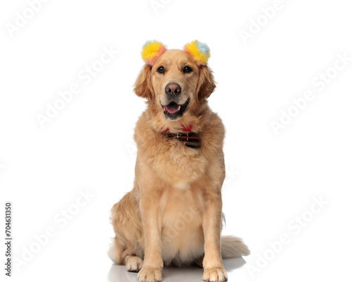 adorable golden retriever dog with colorful tassels headband panting © Viorel Sima