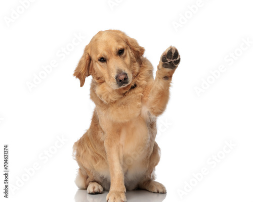 beautiful labrador retriever puppy holding paws up and looking down