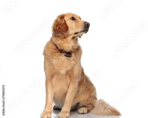 Fototapeta Naklejka Na Ścianę i Meble -  curious labrador retriever puppy with collar looking up side and sitting