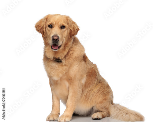 adorable golden retriever dog sticking out tongue and panting