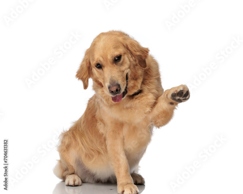 playful labrador retriever puppy holding paws up and playing