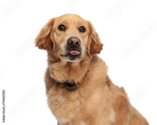 cute golden retriever dog sticking out tongue and panting while looking up