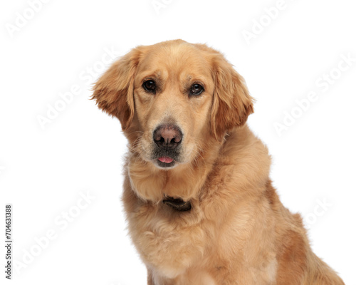 portrait of adorable labrador retriever puppy sticking out tongue