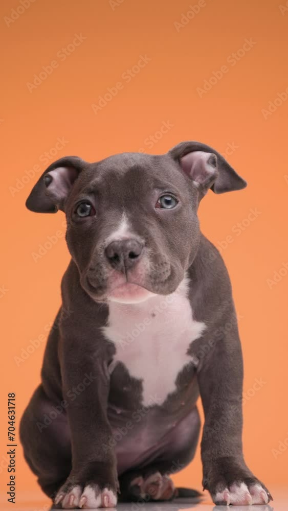 sweet little blue American bully baby dog looking up, tilting head and being interested while shaking and sitting on orange background sweet little blue American bully baby dog looking up, tilting head and being interested while shaking and sitting on orange background