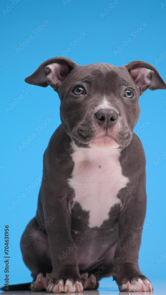 project video of beautiful blue American bully baby dog being curious and looking up and forward while sitting on blue background project video of beautiful blue American bully baby dog being curious and looking up and forward while sitting on blue background