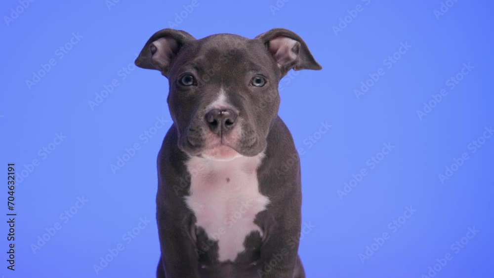 project video of beautiful baby American bully dog looking forward and up while sitting in front of purple background project video of beautiful baby American bully dog looking forward and up while sitting in front of purple background