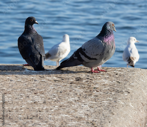 Dark blue and gray pigeons, stone rock in late summer, turquoise blue water in the background, evening sun, without people, friendship of animals
