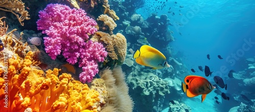 Vibrant Red Sea coral reef with exotic fish in Egypt. photo