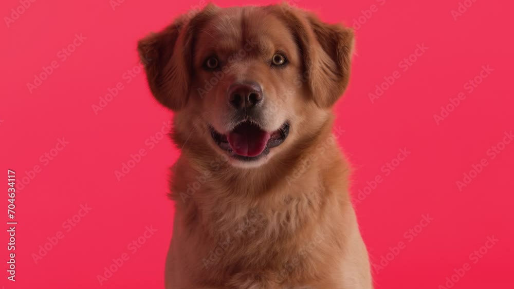 sweet golden retriever puppy sitting and looking forward while panting on red background sweet golden retriever puppy sitting and looking forward while panting on red background
