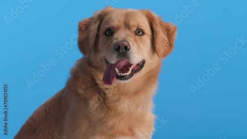 side view of cute golden retriever sitting on blue background and panting with tongue exposed