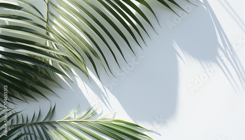 Shadow of tropical palm leaves on a white wall. mockup for product presentation  presentation design.
