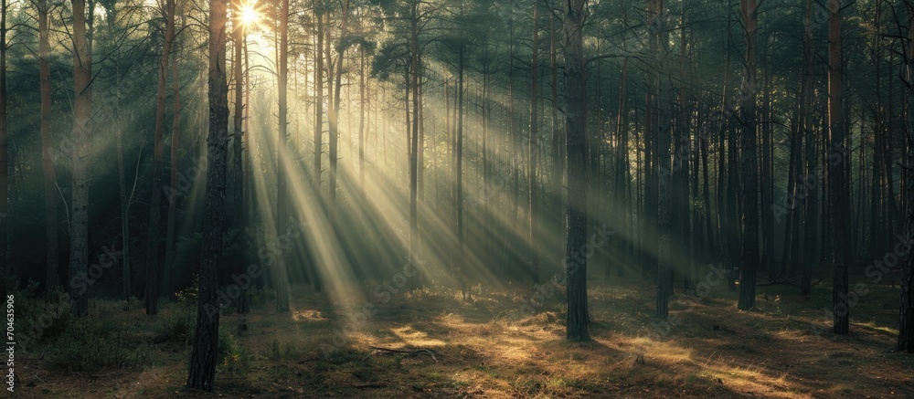 Naklejka premium Old photo of pine forest landscape with sun rays