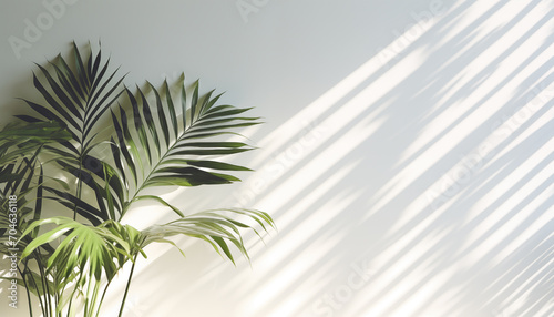 Shadow of tropical palm leaves on a white wall. 