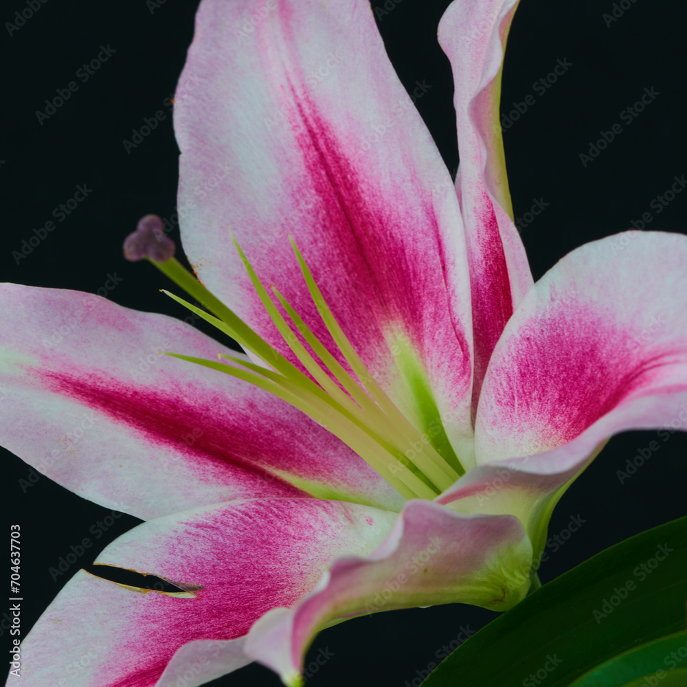 lily flower growing on a black background