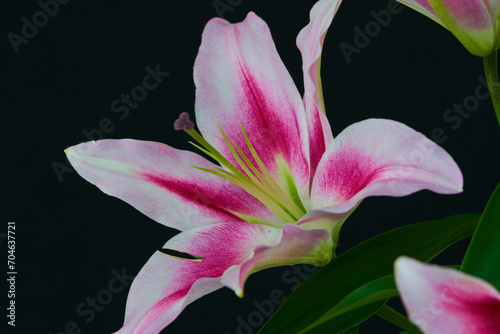 lily flower growing on a black background