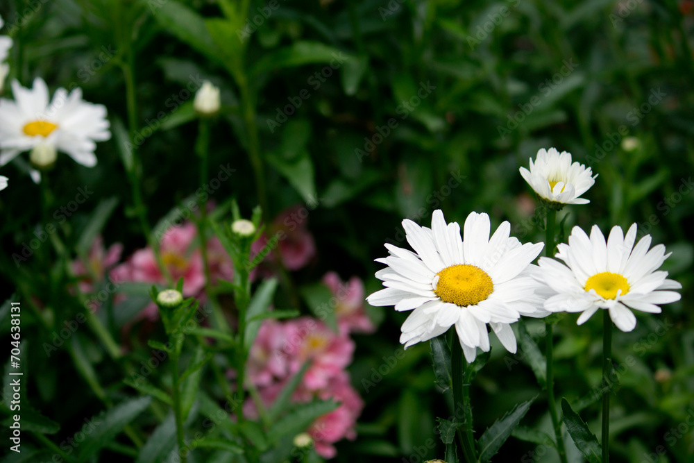 Cute daisies blooming in the flower bed Cute daisies blooming in the flower bed