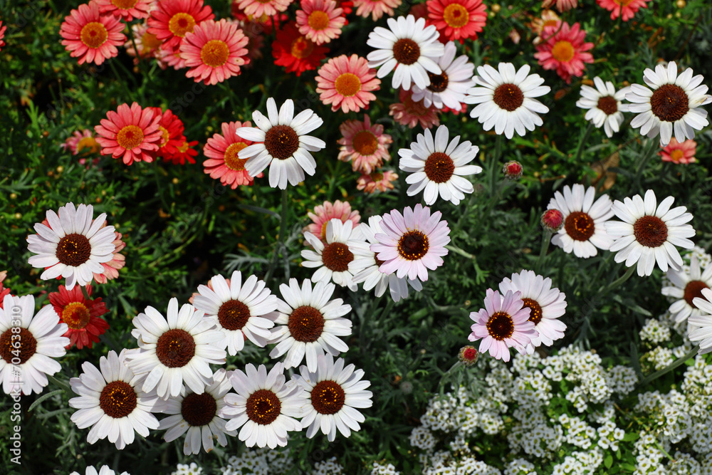 A close-up photo for background material of flowers blooming in a spring flower bed A close-up photo for background material of flowers blooming in a spring flower bed