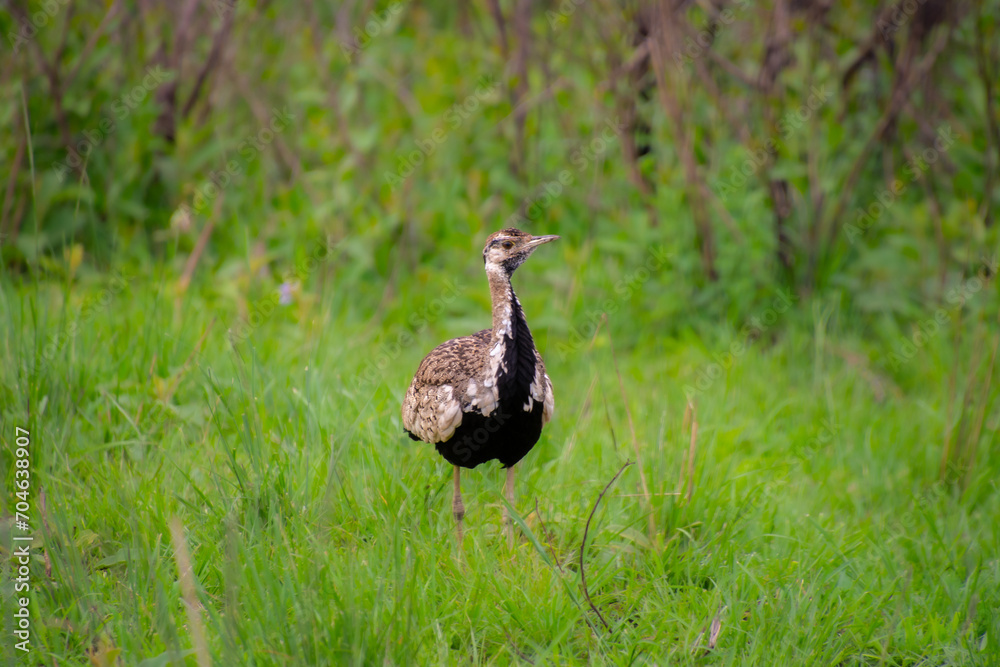 pretty specimen of Red-crested Korhaan walking in the savannah in South Africa pretty specimen of Red-crested Korhaan walking in the savannah in South Africa