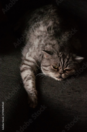 Portrait of an adult gray cat. Close up, dark background © Olena Myronenko