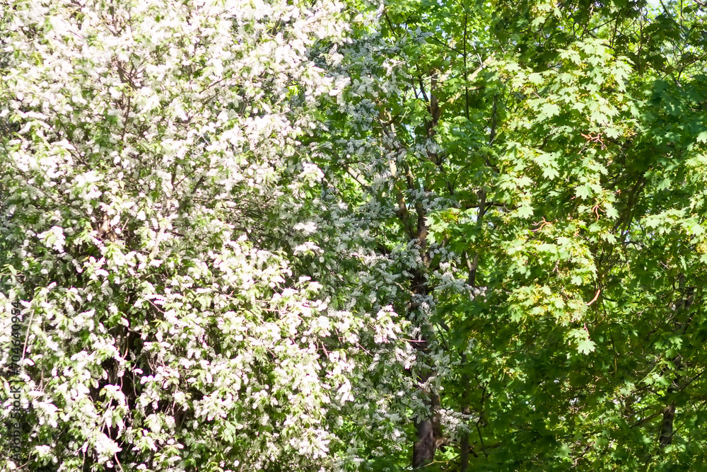 White bird cherry tree white fragrant flowers blossom. White bird cherry tree white fragrant flowers blossom.