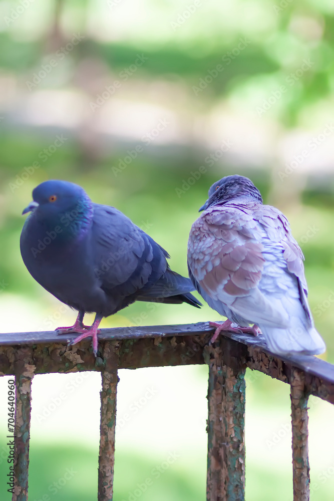 Obraz premium Pigeon birds sitting on the balcony railing.