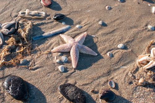 Starfish, shells, baby fish on the sand after a storm. North Sea coast in winter. Sunny day. The Netherlands, Noordwijk, South Holland