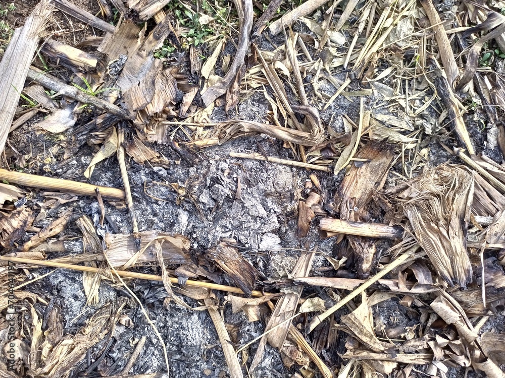 Remains of burnt banana leaves on the ground Remains of burnt banana leaves on the ground