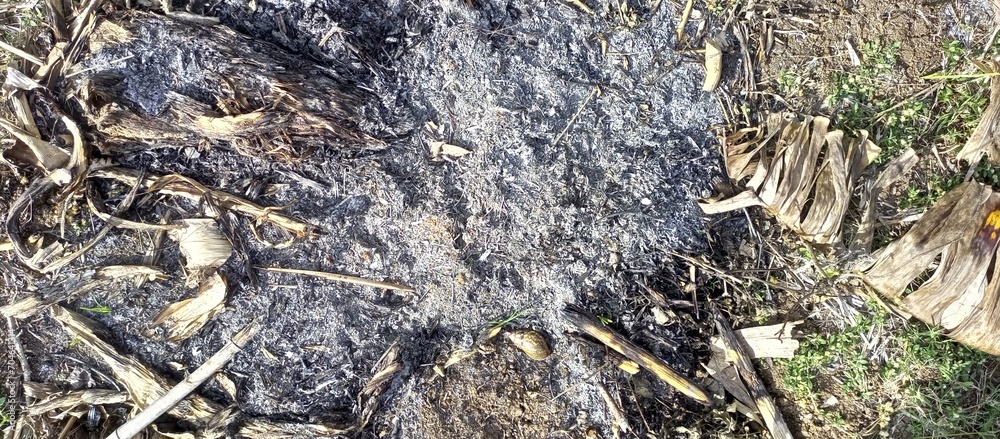 Remains of burnt banana leaves on the ground Remains of burnt banana leaves on the ground