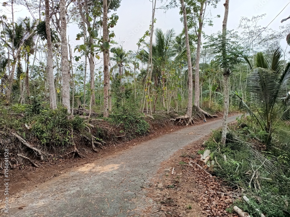 road in the village with lots of trees road in the village with lots of trees
