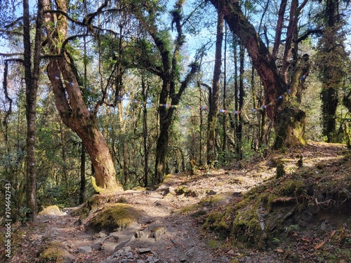 trees in the forest