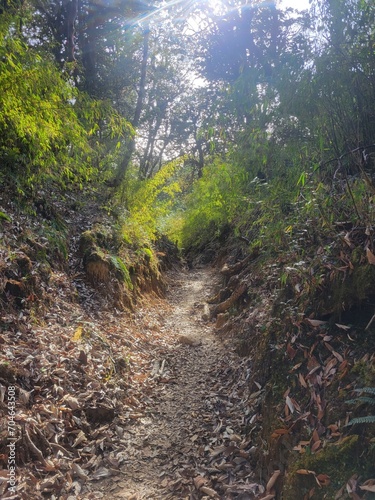 Beautiful forest hiking trail, annapurna conservation area Nepal