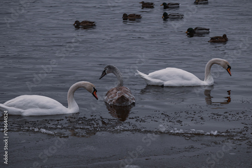 Fototapeta Naklejka Na Ścianę i Meble -  Kyiv, Ukraine - January 11, 2024. Many ducks and swans sit on the frozen river. the temperature is below zero in the yard, the ducks are sitting near the shore and on the shore.