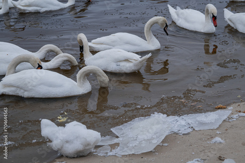 Fototapeta Naklejka Na Ścianę i Meble -  Kyiv, Ukraine - January 11, 2024. Many ducks and swans sit on the frozen river. the temperature is below zero in the yard, the ducks are sitting near the shore and on the shore.