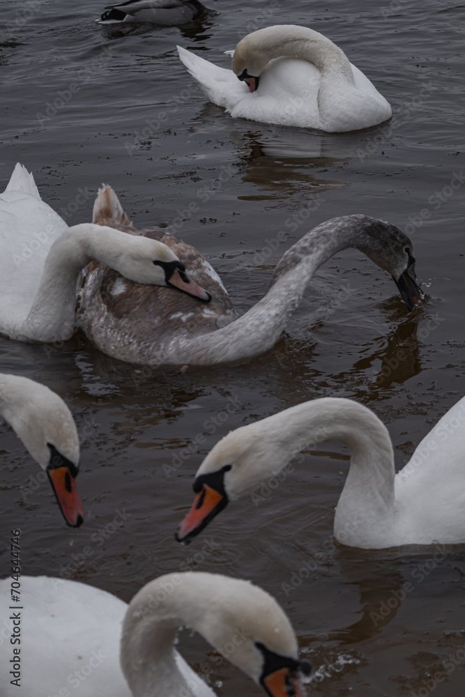 Obraz premium Kyiv, Ukraine - January 11, 2024. Many ducks and swans sit on the frozen river. the temperature is below zero in the yard, the ducks are sitting near the shore and on the shore.