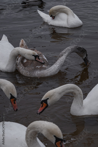 Kyiv  Ukraine - January 11  2024. Many ducks and swans sit on the frozen river. the temperature is below zero in the yard  the ducks are sitting near the shore and on the shore.